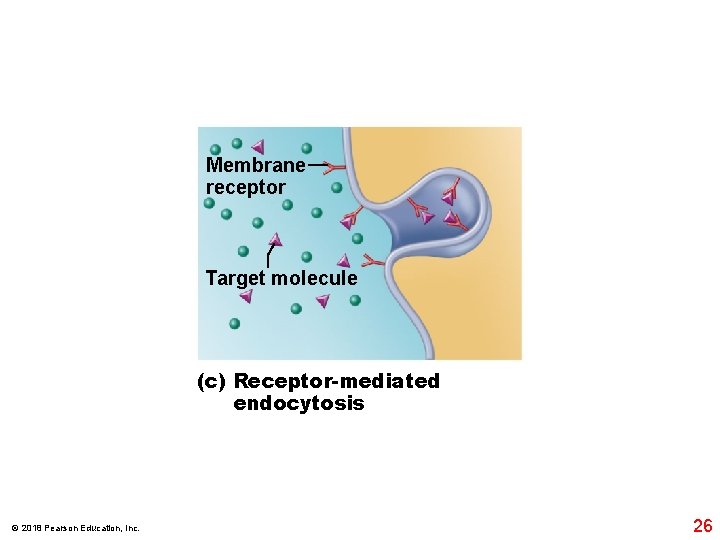 Membrane receptor Target molecule (c) Receptor-mediated endocytosis © 2018 Pearson Education, Inc. 26 