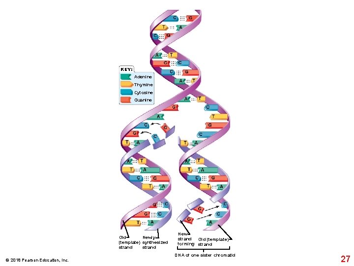 KEY: Adenine Thymine Cytosine Guanine Old Newly (template) synthesized strand © 2018 Pearson Education,