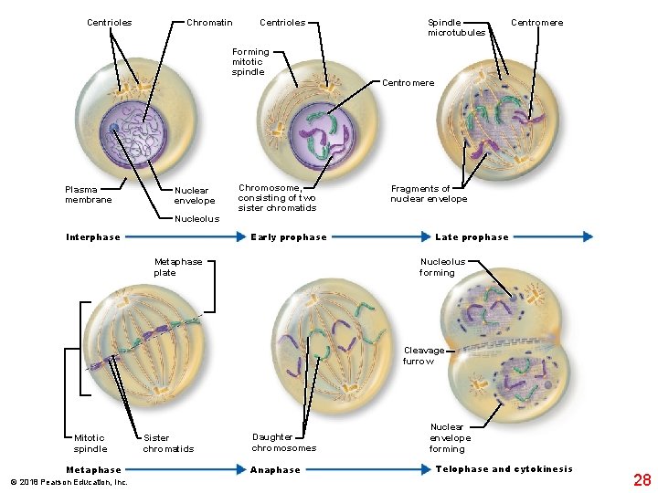 Centrioles Chromatin Centrioles Forming mitotic spindle Plasma membrane Nuclear envelope Chromosome, consisting of two