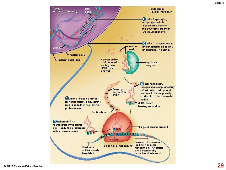 Slide 1 Nucleus (site of transcription) Cytoplasm (site of translation) DNA gene 1 m.