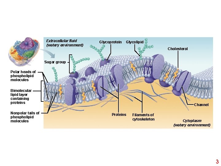 Extracellular fluid (watery environment) Glycoprotein Glycolipid Cholesterol Sugar group Polar heads of phospholipid molecules