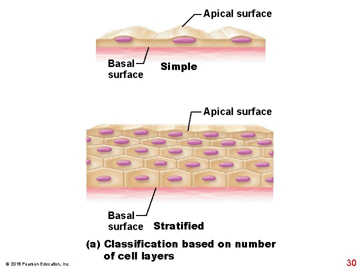 Apical surface Basal surface Simple Apical surface Basal surface © 2018 Pearson Education, Inc.