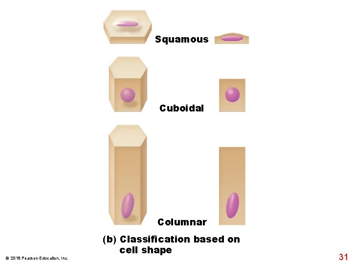 Squamous Cuboidal Columnar © 2018 Pearson Education, Inc. (b) Classification based on cell shape