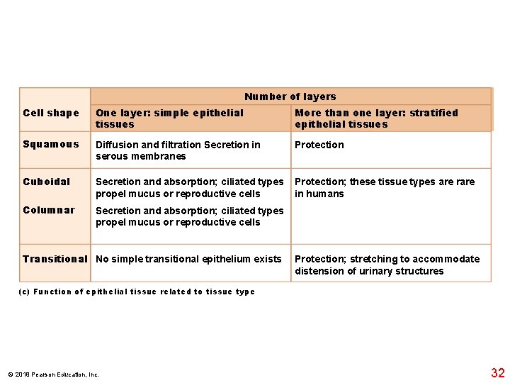 Number of layers Cell shape One layer: simple epithelial tissues More than one layer: