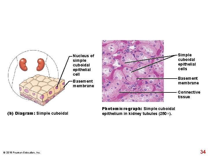 Simple cuboidal epithelial cells Nucleus of simple cuboidal epithelial cell Basement membrane Connective tissue