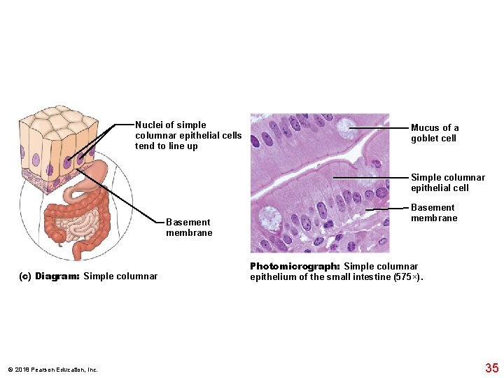 Nuclei of simple columnar epithelial cells tend to line up Mucus of a goblet