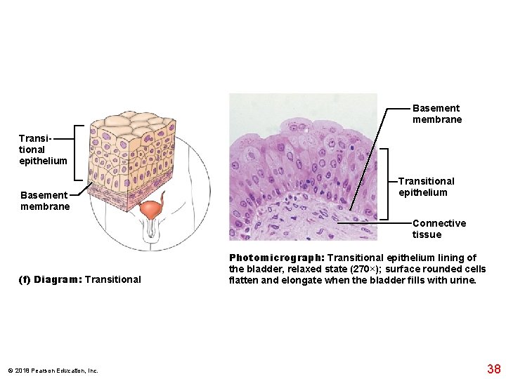 Basement membrane Transitional epithelium Connective tissue (f) Diagram: Transitional © 2018 Pearson Education, Inc.