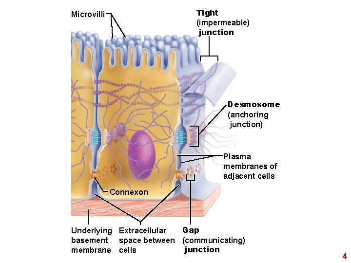 Tight (impermeable) junction Microvilli Desmosome (anchoring junction) Plasma membranes of adjacent cells Connexon Gap