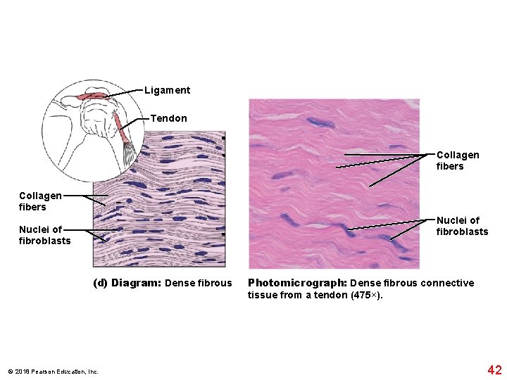 Ligament Tendon Collagen fibers Nuclei of fibroblasts (d) Diagram: Dense fibrous © 2018 Pearson