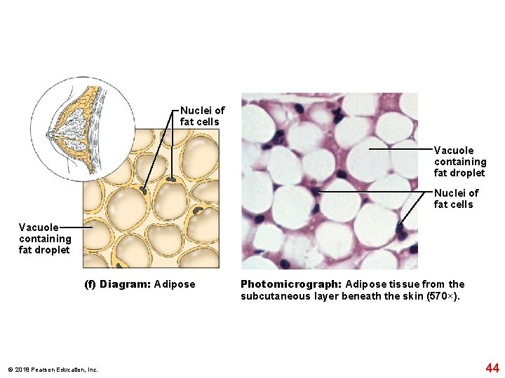 Nuclei of fat cells Vacuole containing fat droplet (f) Diagram: Adipose © 2018 Pearson