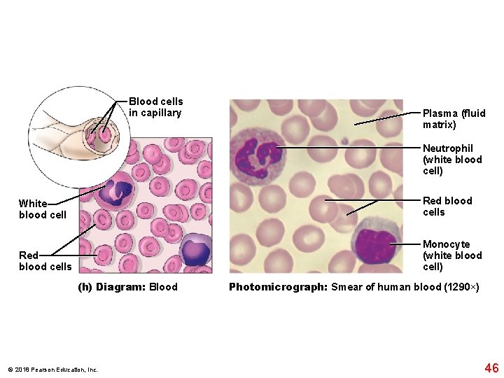 Blood cells in capillary Plasma (fluid matrix) Neutrophil (white blood cell) White blood cell