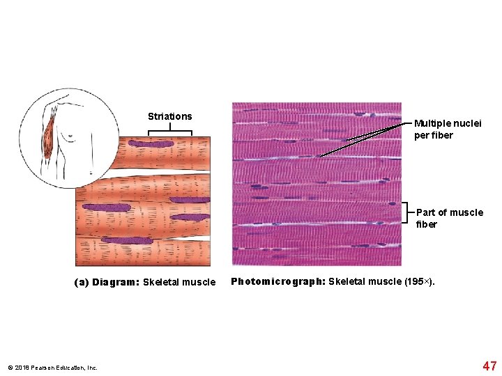 Striations Multiple nuclei per fiber Part of muscle fiber (a) Diagram: Skeletal muscle ©