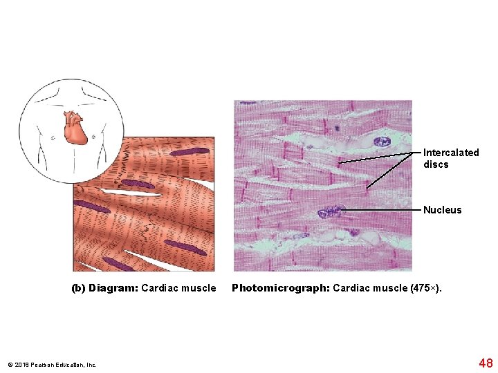 Intercalated discs Nucleus (b) Diagram: Cardiac muscle © 2018 Pearson Education, Inc. Photomicrograph: Cardiac