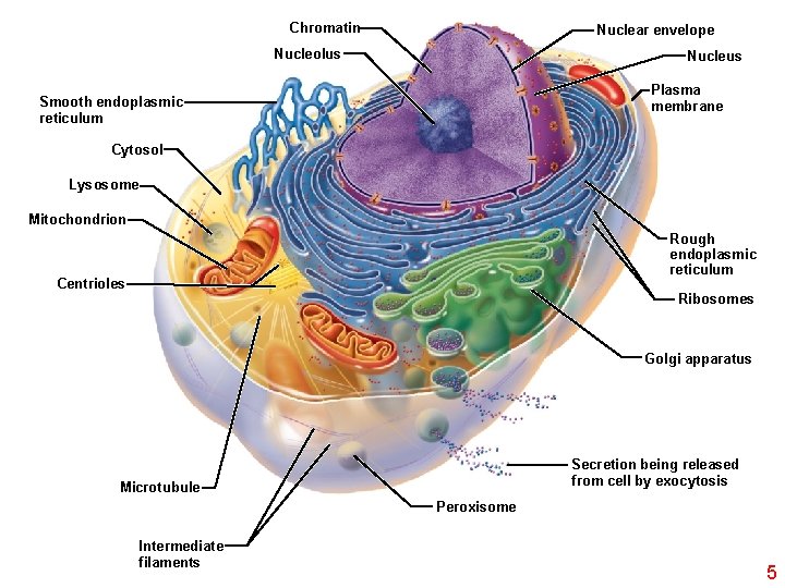 Chromatin Nuclear envelope Nucleolus Nucleus Plasma membrane Smooth endoplasmic reticulum Cytosol Lysosome Mitochondrion Rough