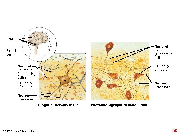 Brain Nuclei of neuroglia (supporting cells) Spinal cord Nuclei of neuroglia (supporting cells) Cell