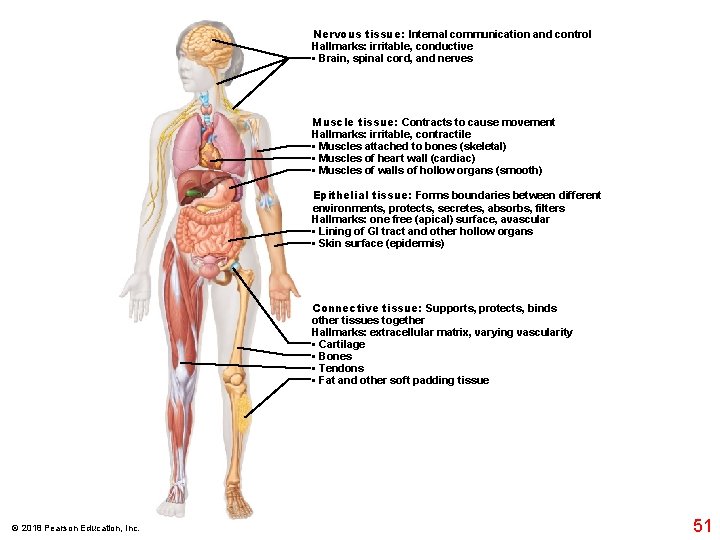Nervous tissue: Internal communication and control Hallmarks: irritable, conductive • Brain, spinal cord, and