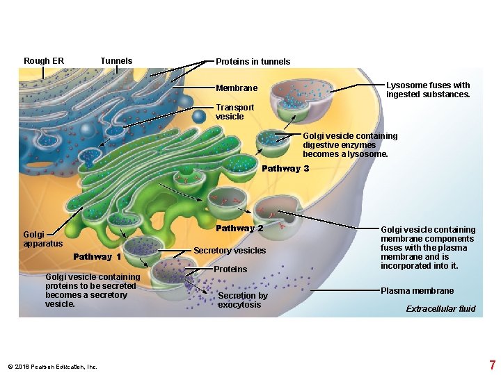 Rough ER Tunnels Proteins in tunnels Lysosome fuses with ingested substances. Membrane Transport vesicle