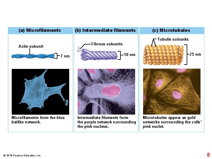 (a) Microfilaments (b) Intermediate filaments (c) Microtubules Tubulin subunits Fibrous subunits Actin subunit 7