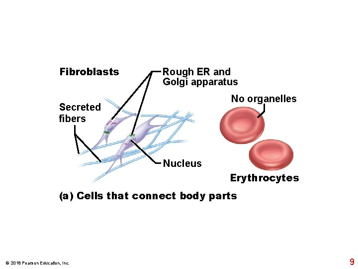 Fibroblasts Rough ER and Golgi apparatus No organelles Secreted fibers Nucleus Erythrocytes (a) Cells