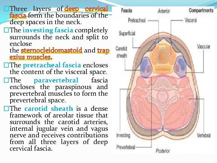 �Three layers of deep cervical fascia form the boundaries of the deep spaces in