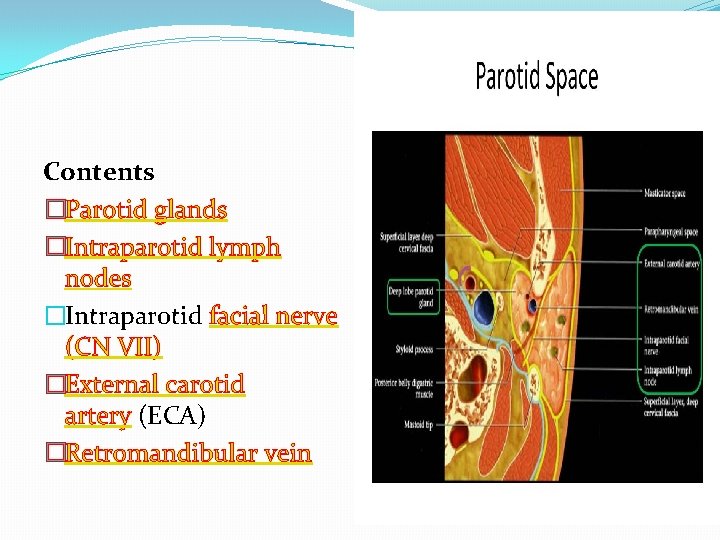 Contents �Parotid glands �Intraparotid lymph nodes �Intraparotid facial nerve (CN VII) �External carotid artery