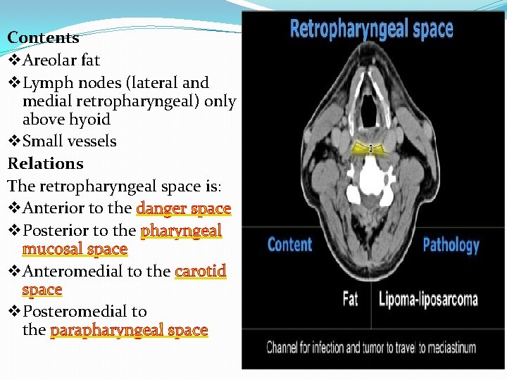 Contents v Areolar fat v Lymph nodes (lateral and medial retropharyngeal) only above hyoid