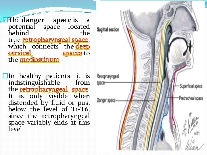 �The danger space is a potential space located behind the true retropharyngeal space, which