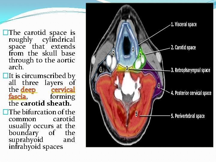 �The carotid space is roughly cylindrical space that extends from the skull base through