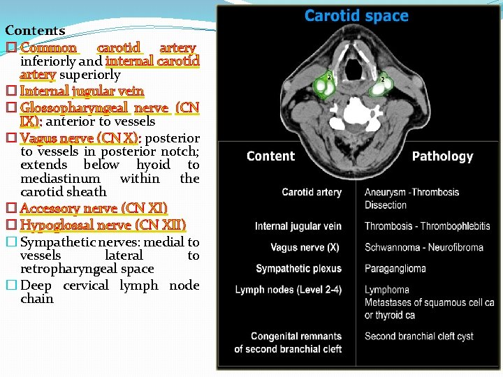 Contents � Common carotid artery inferiorly and internal carotid artery superiorly � Internal jugular