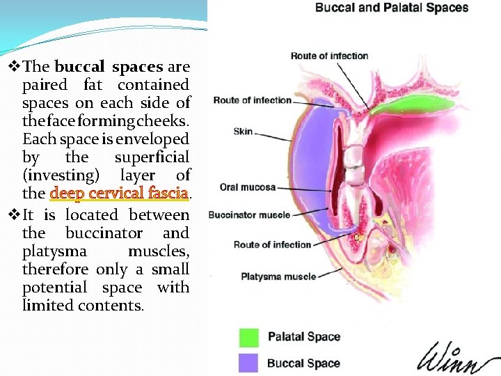 v The buccal spaces are paired fat contained spaces on each side of the