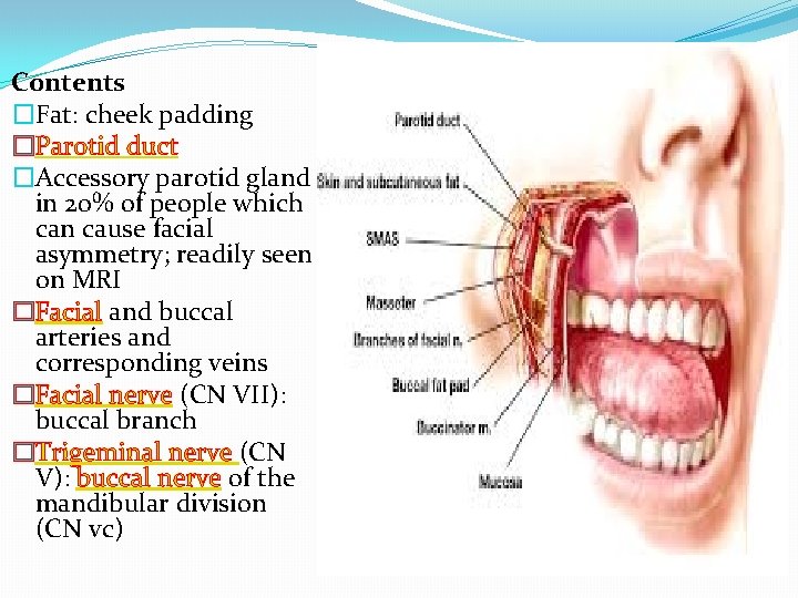 Contents �Fat: cheek padding �Parotid duct �Accessory parotid gland in 20% of people which