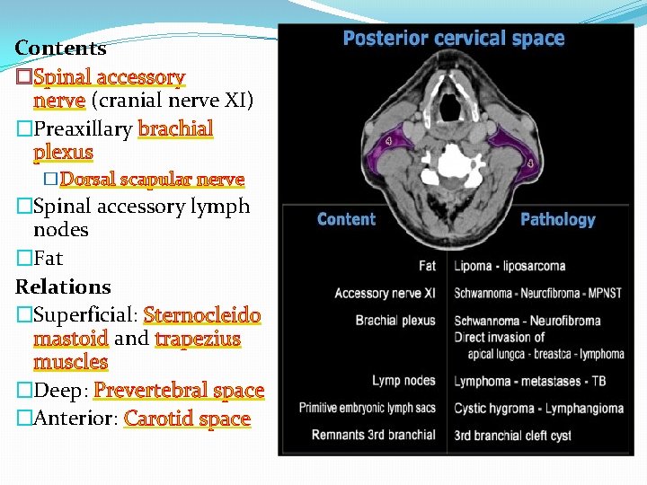 Contents �Spinal accessory nerve (cranial nerve XI) �Preaxillary brachial plexus �Dorsal scapular nerve �Spinal