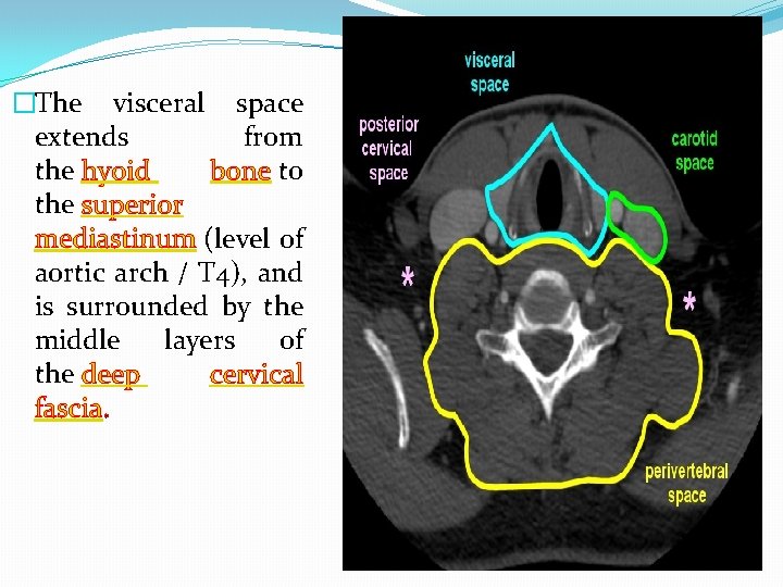 �The visceral space extends from the hyoid bone to the superior mediastinum (level of