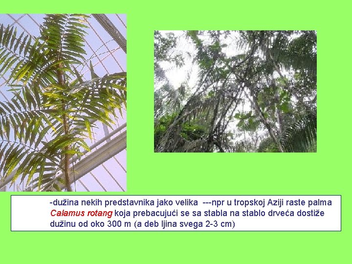 -dužina nekih predstavnika jako velika ---npr u tropskoj Aziji raste palma Calamus rotang koja