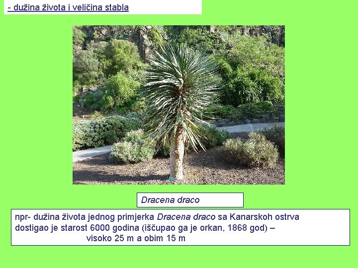 - dužina života i veličina stabla Dracena draco npr- dužina života jednog primjerka Dracena