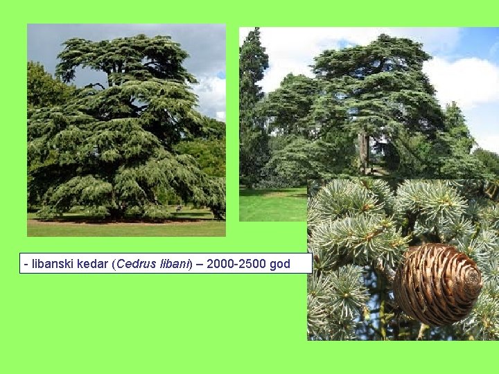 - libanski kedar (Cedrus libani) – 2000 -2500 god 