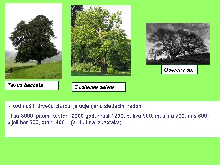 Quercus sp. Taxus baccata Castanea sativa - kod naših drveća starost je ocjenjena sledećim