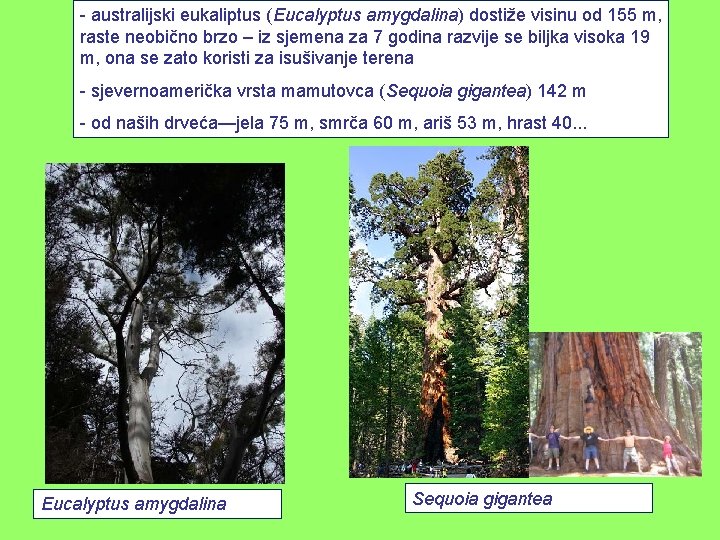 - australijski eukaliptus (Eucalyptus amygdalina) dostiže visinu od 155 m, raste neobično brzo –