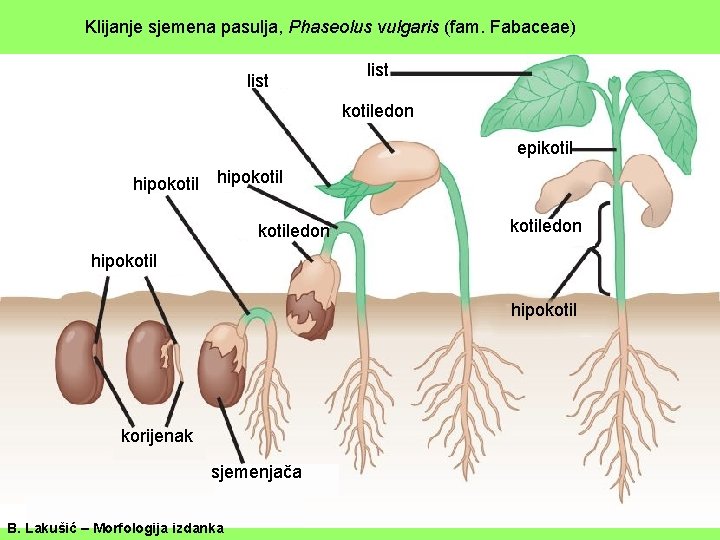 Klijanje sjemena pasulja, Phaseolus vulgaris (fam. Fabaceae) list kotiledon epikotil hipokotiledon hipokotil korijenak sjemenjača