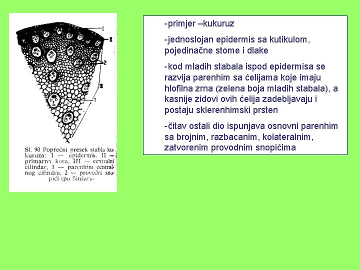 -primjer –kukuruz -jednoslojan epidermis sa kutikulom, pojedinačne stome i dlake -kod mladih stabala ispod