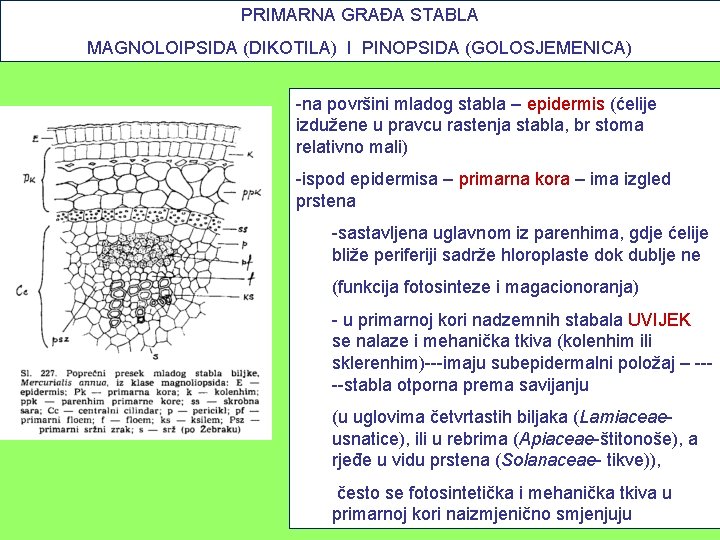 PRIMARNA GRAĐA STABLA MAGNOLOIPSIDA (DIKOTILA) I PINOPSIDA (GOLOSJEMENICA) -na površini mladog stabla – epidermis
