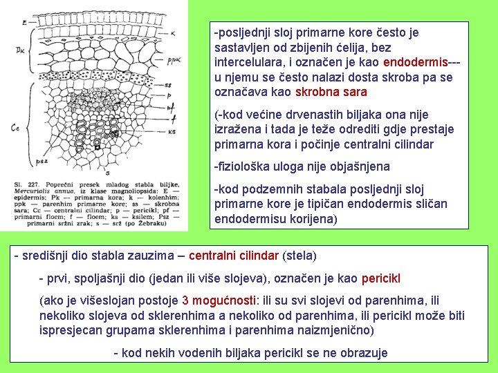 -posljednji sloj primarne kore često je sastavljen od zbijenih ćelija, bez intercelulara, i označen