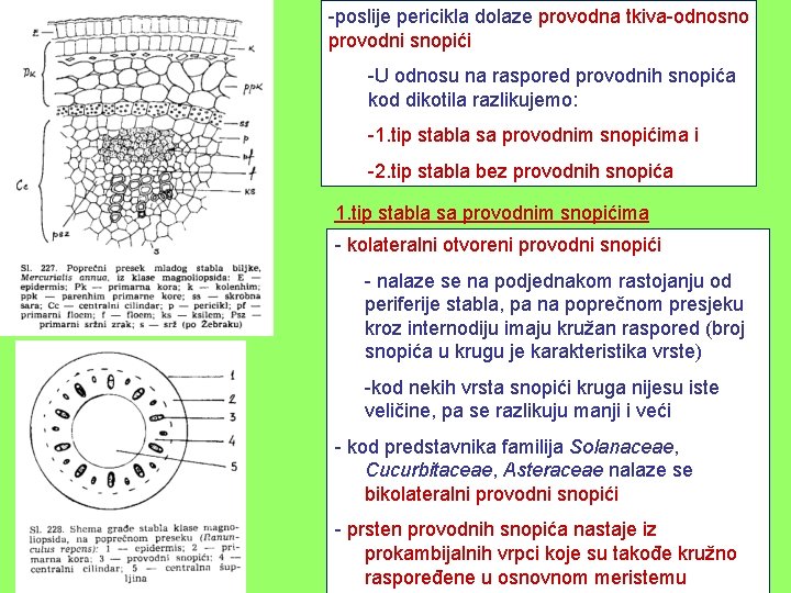 -poslije pericikla dolaze provodna tkiva-odnosno provodni snopići -U odnosu na raspored provodnih snopića kod