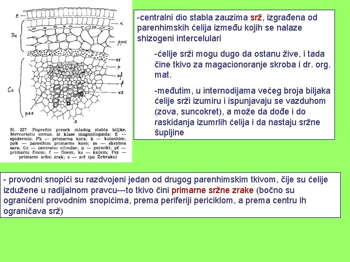 -centralni dio stabla zauzima srž, izgrađena od parenhimskih ćelija između kojih se nalaze shizogeni