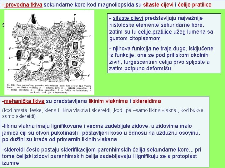 - provodna tkiva sekundarne kore kod magnoliopsida su sitaste cijevi i ćelije pratilice Slika