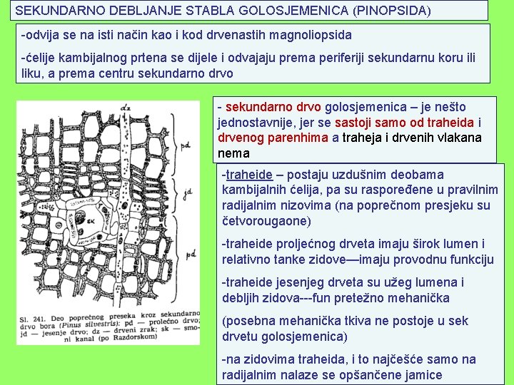 SEKUNDARNO DEBLJANJE STABLA GOLOSJEMENICA (PINOPSIDA) -odvija se na isti način kao i kod drvenastih