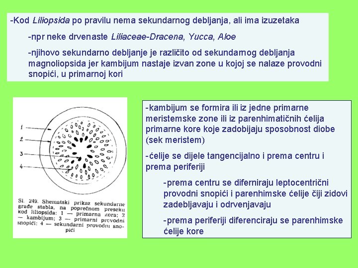 -Kod Liliopsida po pravilu nema sekundarnog debljanja, ali ima izuzetaka -npr neke drvenaste Liliaceae-Dracena,