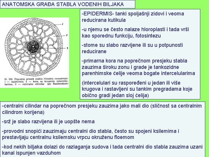 ANATOMSKA GRAĐA STABLA VODENIH BILJAKA -EPIDERMIS- tanki spoljašnji zidovi i veoma reducirana kutikula -u