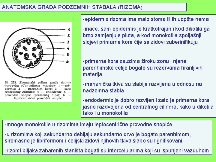 ANATOMSKA GRAĐA PODZEMNIH STABALA (RIZOMA) -epidermis rizoma ima malo stoma ili ih uopšte nema