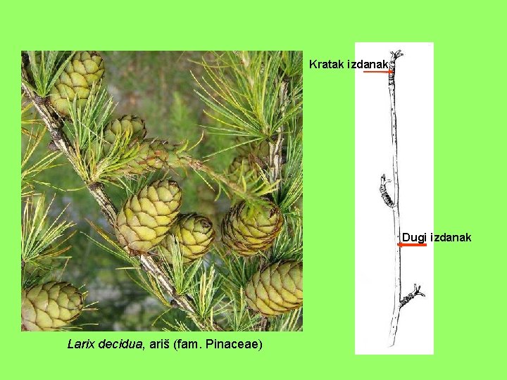Kratak izdanak Dugi izdanak Larix decidua, ariš (fam. Pinaceae) 